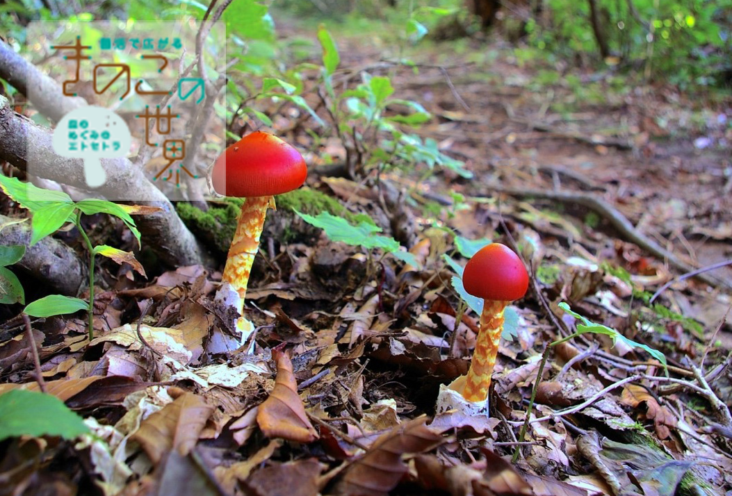 おとぎ話から飛び出した愛らしさ | 鳥取県広報連絡協議会